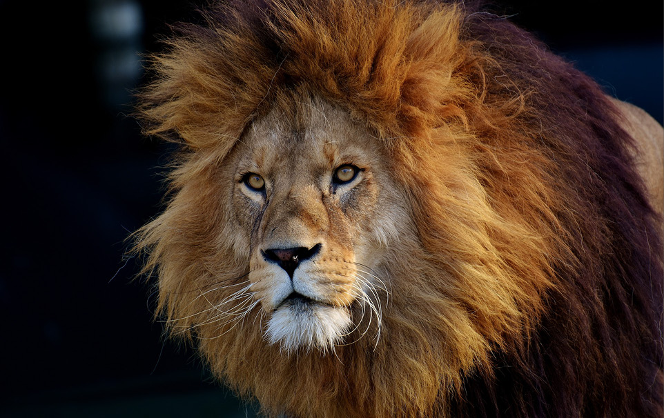 lion2